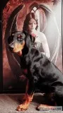 Doberman pinscher puppies 