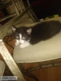 Free kittens