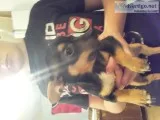 Chiuhauha mixed with rat terrior