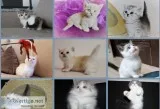 royal munchkin kitten available