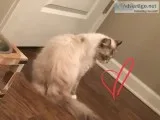 Female Ragdoll cat