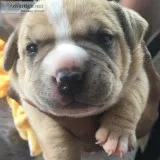 Female and Male Purebred American Bully Puppies