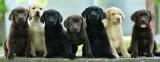 Superior litter of Labrador Retriever Puppies