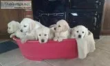 exquisite Golden Retreiver Puppies For Sale.