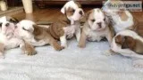 adorable Blue and Fawn French Bulldog puppies