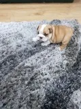 English bulldog puppies for sale.
