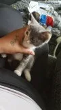 Kittens