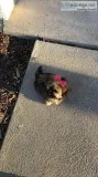 Female Yorkie Shih Tzu