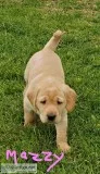 AKC Lab puppies ready for new homes now