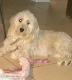 Beautiful Cream Mini Goldendoodle For Sale