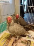 mustache breeding female( ringnecks )