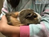 Pair of Guinea Pigs Available