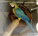 4 Year Old Blue And Gold Macaw Text  667-803-0664