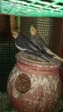 Breeding cocktail for sale in chennai