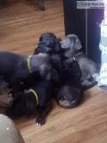 Full Blood Great Dane Puppies