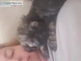 Playful sweet shih-poos