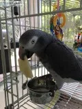 African grey parrots