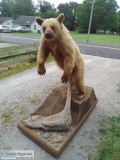 Taxidermy bear body mount