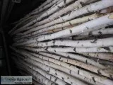 Northern white Birch poles 8ft long