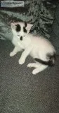 Black and white kittens
