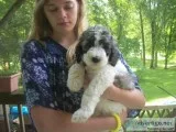 AKC Parti Standard Poodles