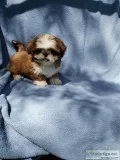 Shihtzu Male puppy for sale