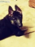 AKC German Shepherd Dog