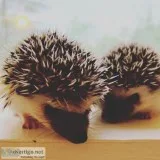 Premium home raised Pocket Pets