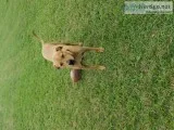 Free Dog (4 year old Curr)