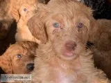 Labradoodles