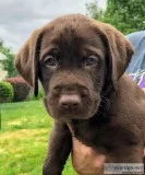 Chocolate Labrador Retriever