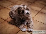 Toy Maltipoo Puppy