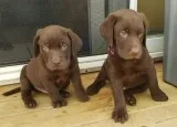Chocolate Labs