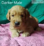 Golden Doodle Puppies