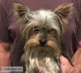 Yorkie male puppy 7 months akc