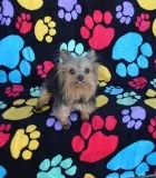 Yorkie female teacup size