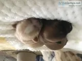 Shih Tzu female puppies