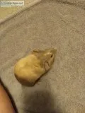 Baby male guinea pig for sale