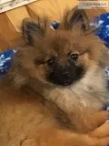 ACA CHAMPION PEDIGREE SABLE WITH BLACK MASK POMERANIAN PUPPY