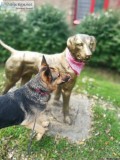 My Furry Godmother Pet Sitting Service-- the best in Michigan