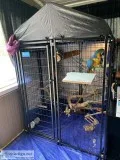Blue and gold Macaw