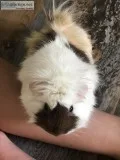 Guinea pigs with cage and supplies