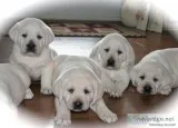 Lab puppies AKC