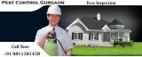 Ant and Termite Treatment Gurgaon Dial 91-9810253024