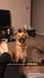 German Shepard