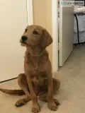 Red Labradoodle 6 months