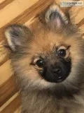 ACA TEDDY BEAR SABLE POMERANIAN PUPPY