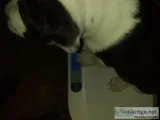 Refrigerator head puppies