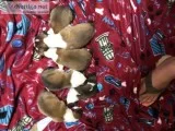 Lassie puppies