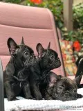 French Bulldog Puppies